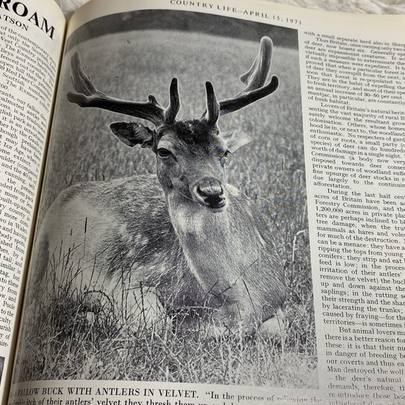COUNTRY LIFE MAGAZINE VINTAGE WILD LIFE NUMBER ENGLAND April 1971 - Picture 6 of 12